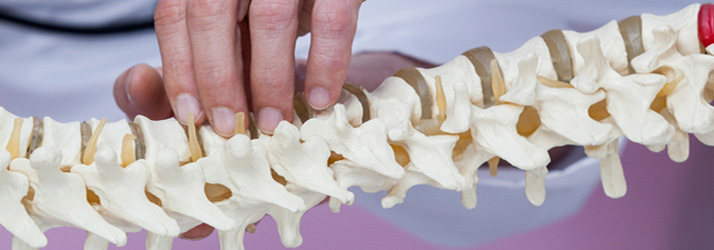 Hands examine an anatomical spine model, illustrating the extensive study and training required for a Medway chiropractor's education.